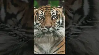 Wildlife photography 