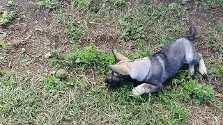В нашей семье появилась маленькая ВЕО, нам 3 месяца сейчас.