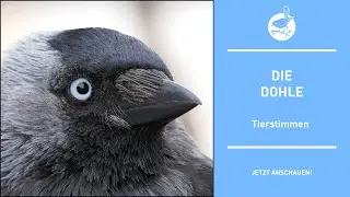 Vogelstimmen: Die Dohle