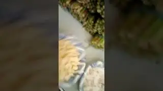 pickling asparagus with Johnny