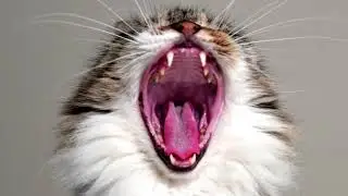 Signs that your cat is getting older