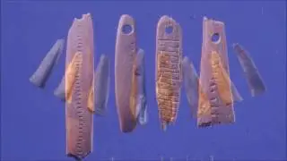 На Янских берегах