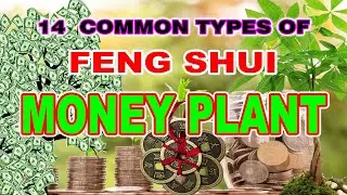 DAPAT MAYROON KA NITONG MONEY PLANTS SA LOOB NG MGA BAHAY NINYO
