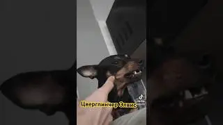 Цвергпинчер 