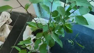Eka bilvam seed grown sale