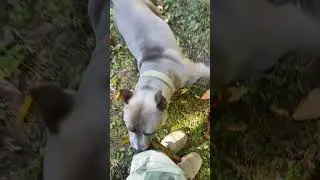 #Дейзи #отдых #лес #горы