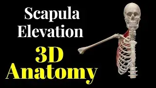 scapula Elevation || 3D anatomy || Range of motion