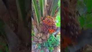 Trabajo en Malasia Pambagan. Cosecha de Palma de aceite Africana  #oilpalmfarmers #palmas