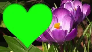 Green Screen Heart Frame With Flowers top videos creator