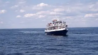 Away From NYC, A Whale Watching Journey｜BMPCC4K