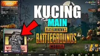KUCING BERMAIN PUBG MOBILE