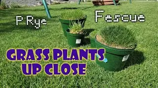 Perennial Rye vs Tall Fescue: Differences Up Close & Compared