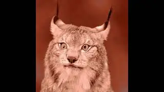 LYNX ON ACID | lsd visuals 4k  #trippyvisuals