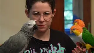 The Shrek Shirt | Live w/ Apollo the Talking Parrot