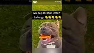 лимон пробую
