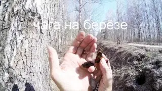 Чага берёзовая, чага как найти.