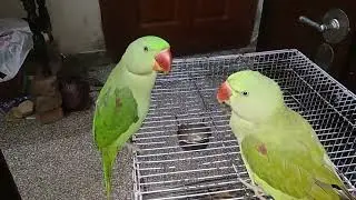 Kashmiri Ringneck Parrots #parrot #alexandrine #whistling 😗😙 #попугай #loro #perroquet #mitthu