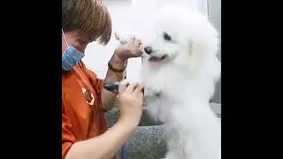 Pet Hair Trimmer