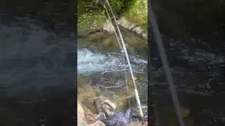 Hole Hopping for Brown Trout in Helen GA