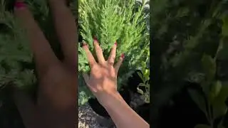 Обзор новинок, успейте приобрести 🤩 #растения #цветущие #хвойные