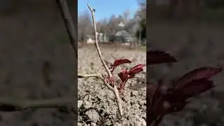 Бишкекзеленхоз о тюльпанах возле дубового парка