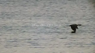 How Quiet It's Been