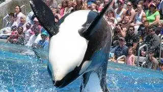 SeaWorld's old 