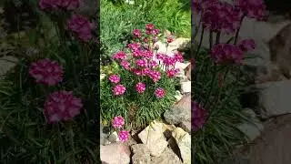 Armeria Morning Star Deep Rose 