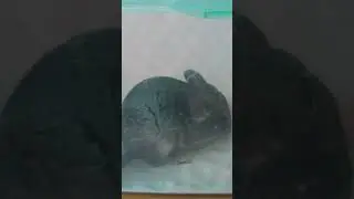Приручение шиншиллы. Как приручить шиншиллу к рукам? #shorts