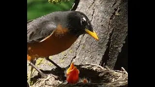 Raising Robin (3) - What Dad Robin Did When He Saw His Nestlings Having a Tug of War for Worm