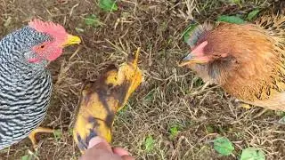 Lucky Chickens Eating a Banana 🍌