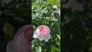 Розы в августе не перестают радовать своей красотой и ароматом💞 #дачныйдневник #цветы #розы