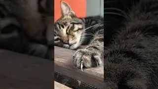 Naughty Sleepy Cat #naughty #streetcats #lovecats #istanbulcats #funnycats