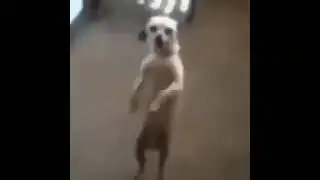 perro