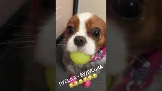 Наша любимая Пусечка иногда превращает в недовольную Бубуську 🤣🤣🤣🤣🤣