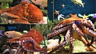 Octopuses Are Ridiculously Smart | The Most Intelligent Animal on Earth