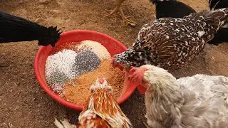 When you give this feed to the chickens, they start to lay eggs!