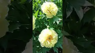 Цветет пион Бартзелла #пионывсаду #пионбартзелла