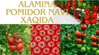 Alamina pomidori xaqida 