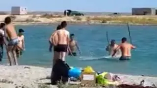 Тюленя закидали камнями и забили палками ради фото на пляже