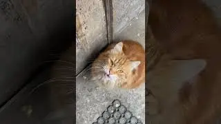 Его взгляд в конце 😍