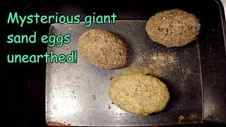 Mysterious sand eggs :) (Huge Goliathus regius beetle cells)