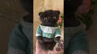 С этим котиком ваш день будет удачным🌸 #игрушки #handmade #diy #cat #kitten #cute #cats #catlover
