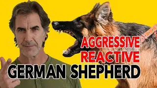 How to Fix a Leash Aggressive Reactive German Shepherd
