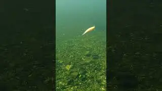 Sexy 😎 Umami underwater. 