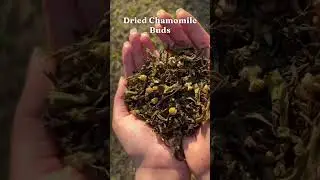 Chamomile Tea with REAL Chamomile Buds?!