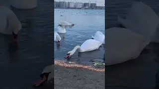 Лебеди переправа Одесса