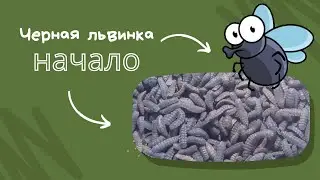 Начал выращивать личинку мухи 