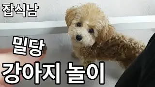 [잡식남]*강아지*강아지 놀이 영상|korean men[Jabsignam]Video of playing with my only friend, the dog Maru