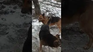 собачки резвятся!!!))
